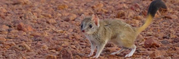 TeamKowari Profile Banner