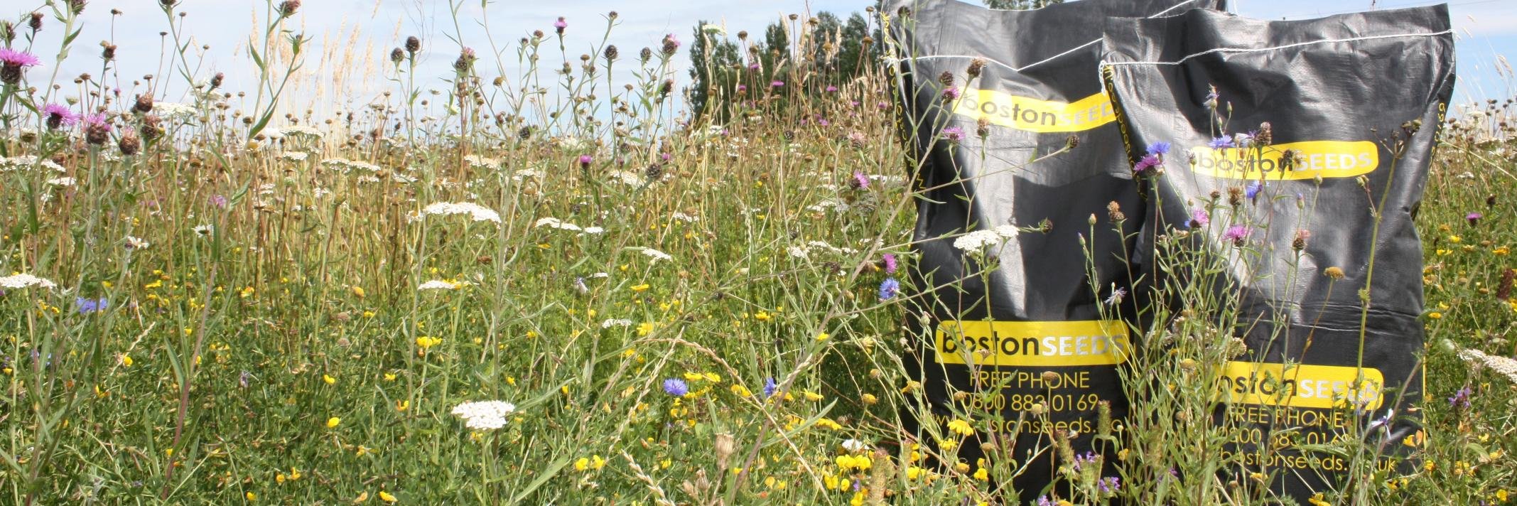 BostonSeeds banner