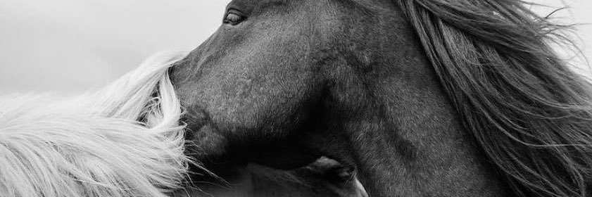 rojinoget's profile banner image