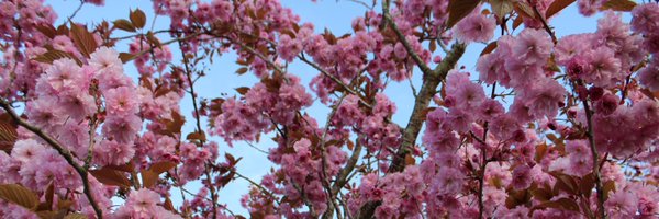 danielmloftus Profile Banner