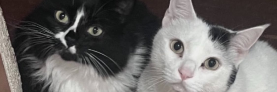 camiishot's profile banner image
