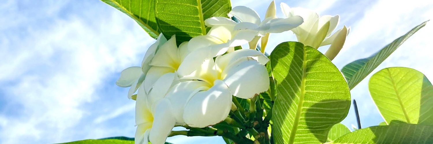 蘭華💐NEWアルバム「遺書」時間をかけて届けます🕊 banner