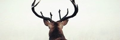 LadaNovoselova's profile banner image