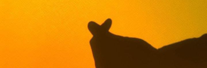 sfnda__'s profile banner image