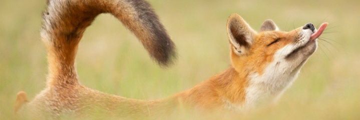 Sol ♀️ 🪷🍉🐱 banner