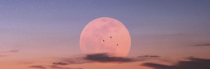San banner
