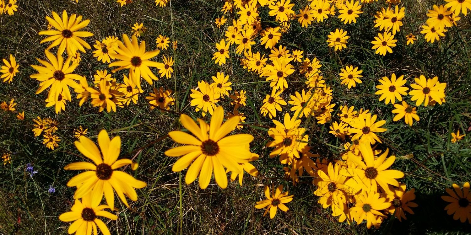 The Mustard Seed/Running Sun banner