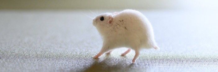 Auntie Balljob the Sourdough Lover banner