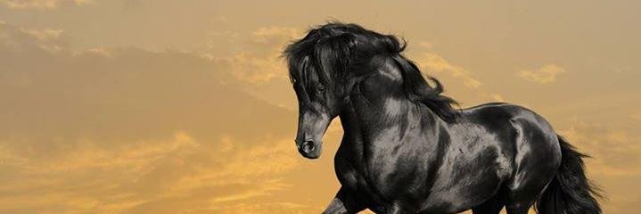 rshamid's profile banner image