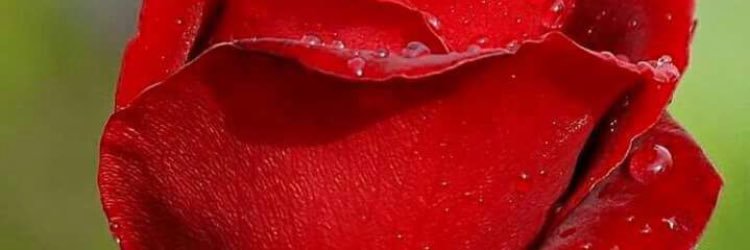 zenram's profile banner image