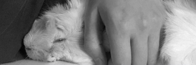 luumoino's profile banner image