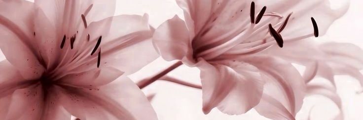 rojefh's profile banner image