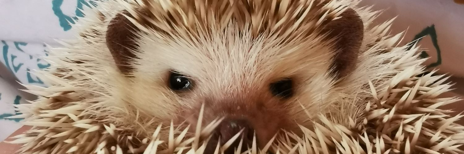 MargeXD's profile banner image