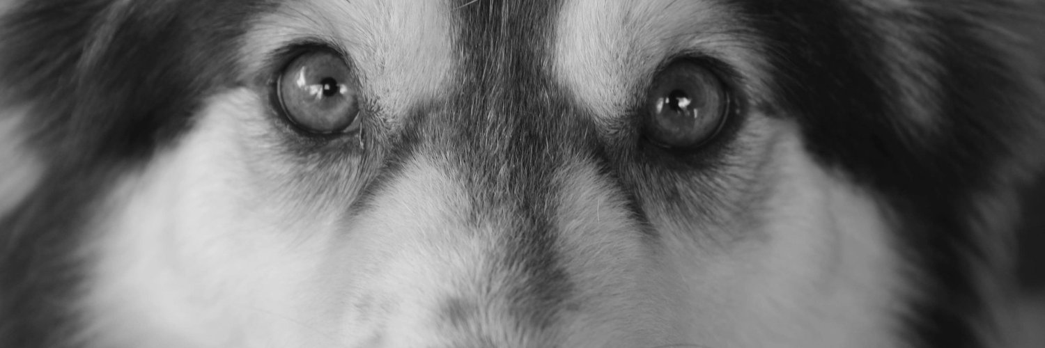 reshaflame's profile banner image