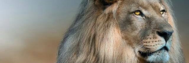 iaddy_claw's profile banner image