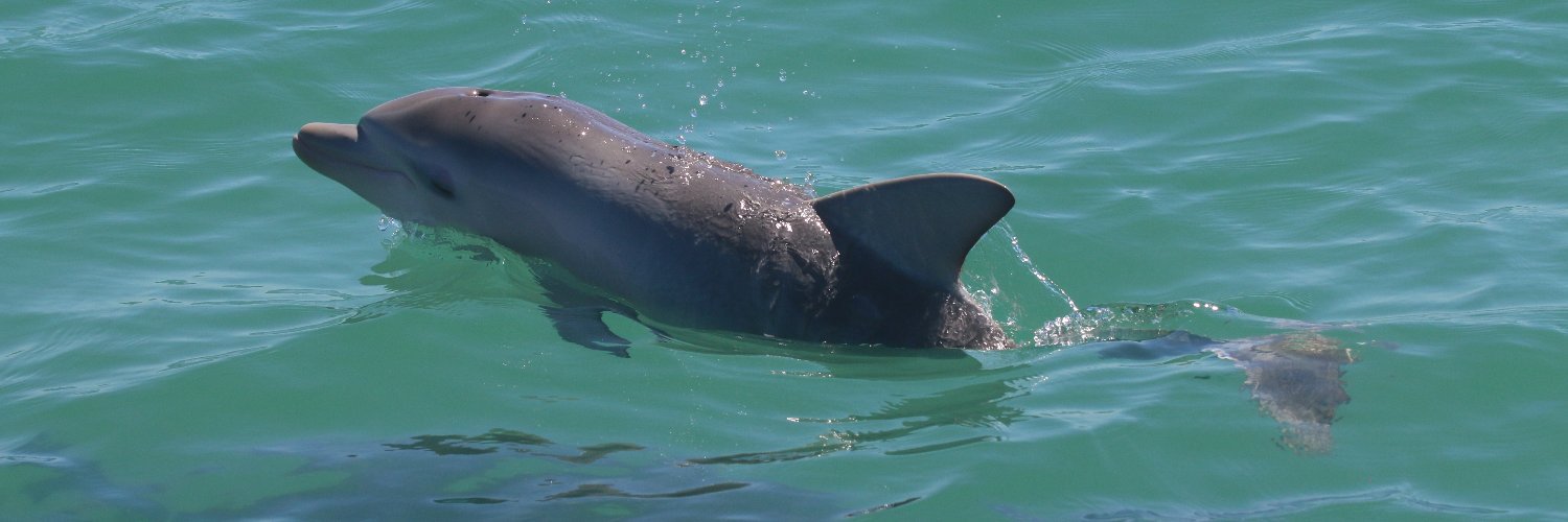 Molly McEntee banner