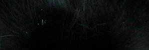 hfalucas's profile banner image