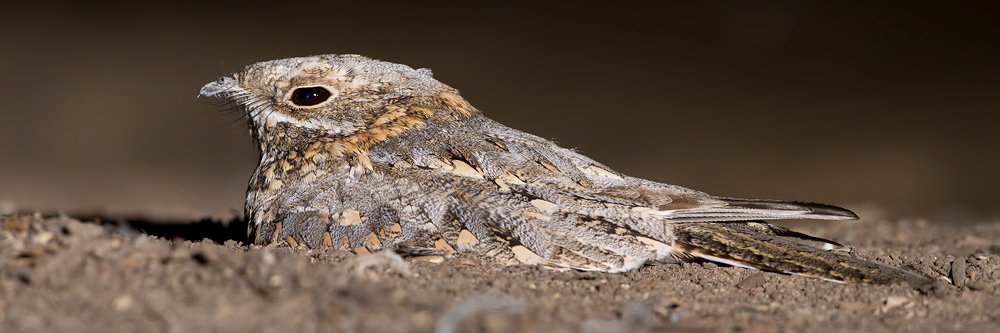 BirdLife Israel banner