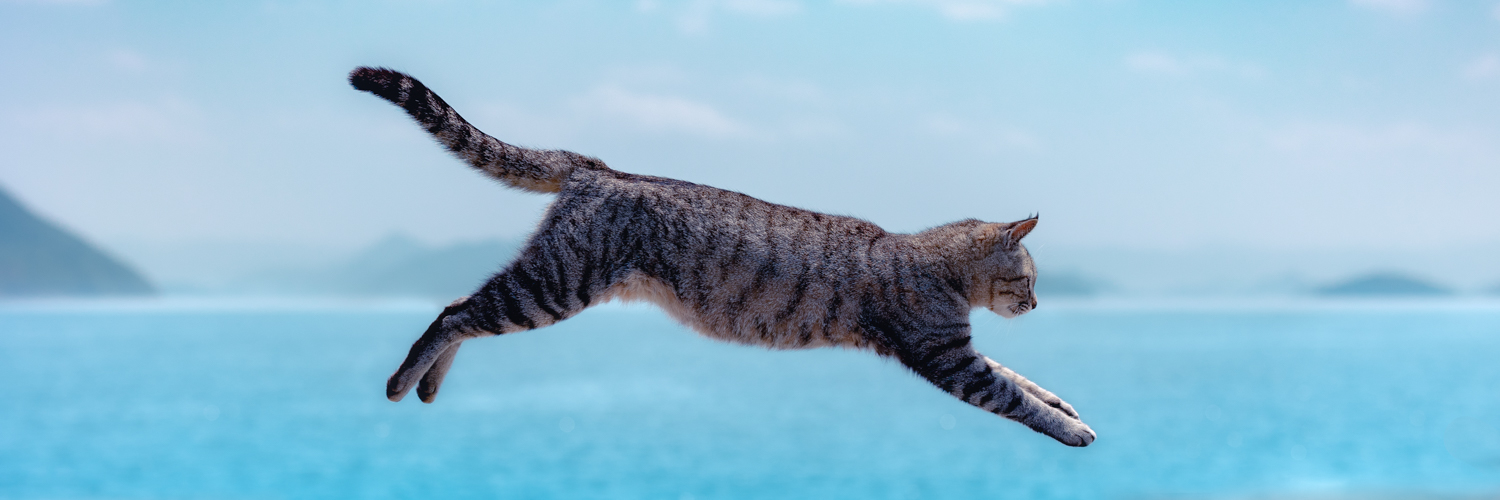 ふーてんの猫🐆's banner