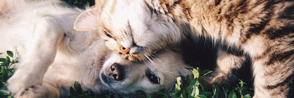 PetsComforts's profile banner image
