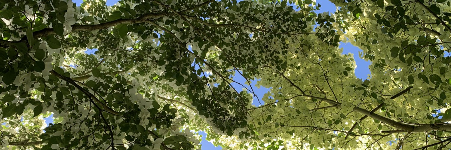 MelCarlin's profile banner image