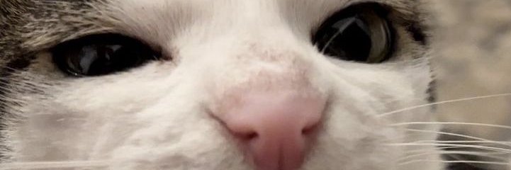 Senz 🇩🇰 banner