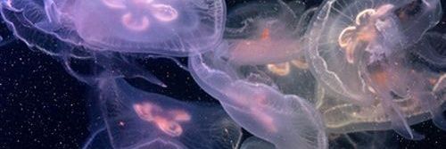 hiimyourbabe_'s profile banner image