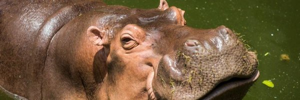 itoshinoko_chch Profile Banner