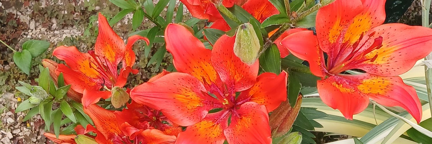 AngelSuniel's profile banner image