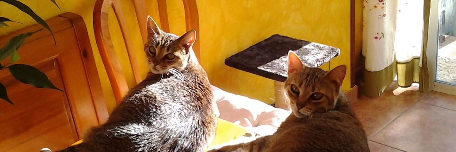 Eldel_54's profile banner image