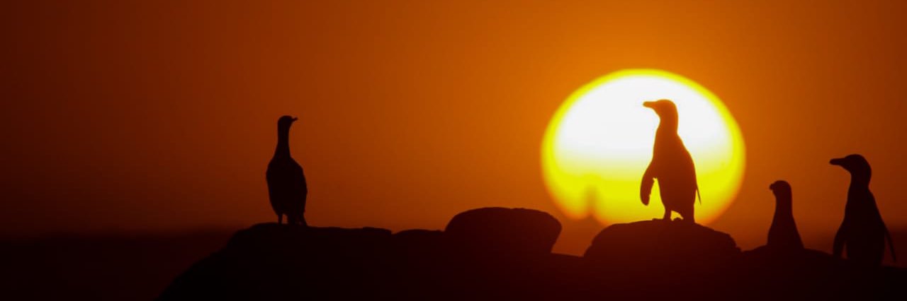 I am an African Penguin banner