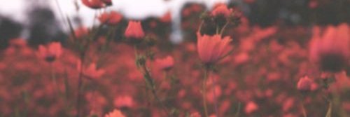 AxieAur's profile banner image