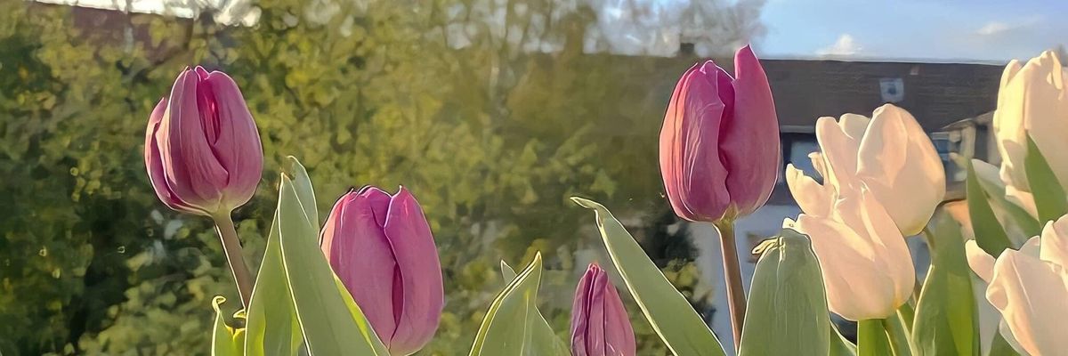 liancaoo's profile banner image