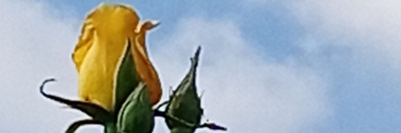 CONCIENCIACIUDA's profile banner image