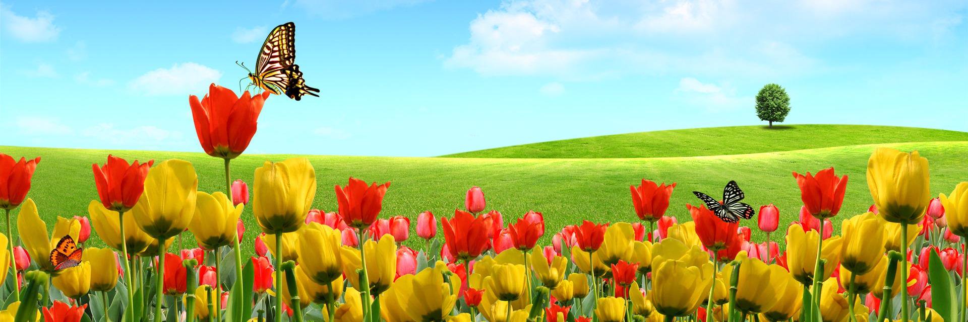 lilianerico's profile banner image