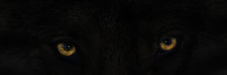 Kyro banner