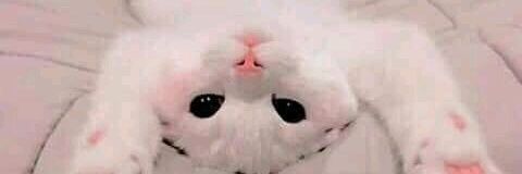 น้องเมี๊ยวจะมาบอก~ banner