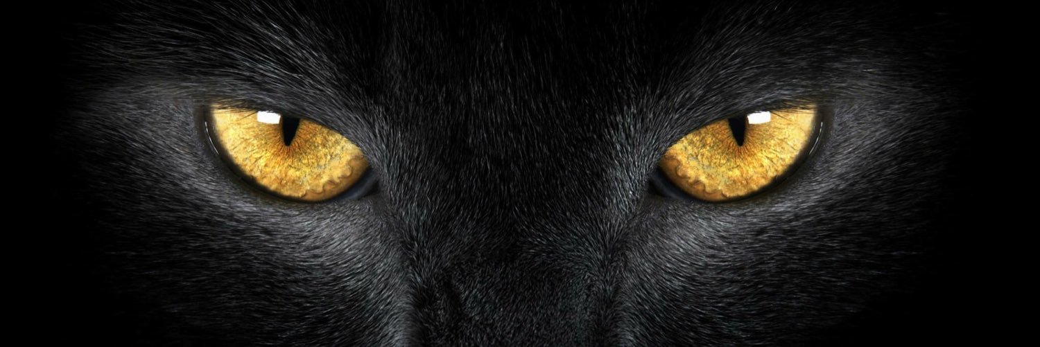 MsNancy_Pants's profile banner image
