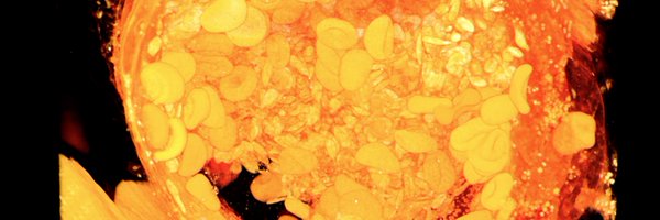 ECarminita Profile Banner