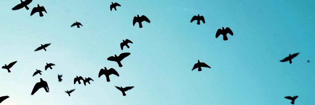 verdepastoo's profile banner image