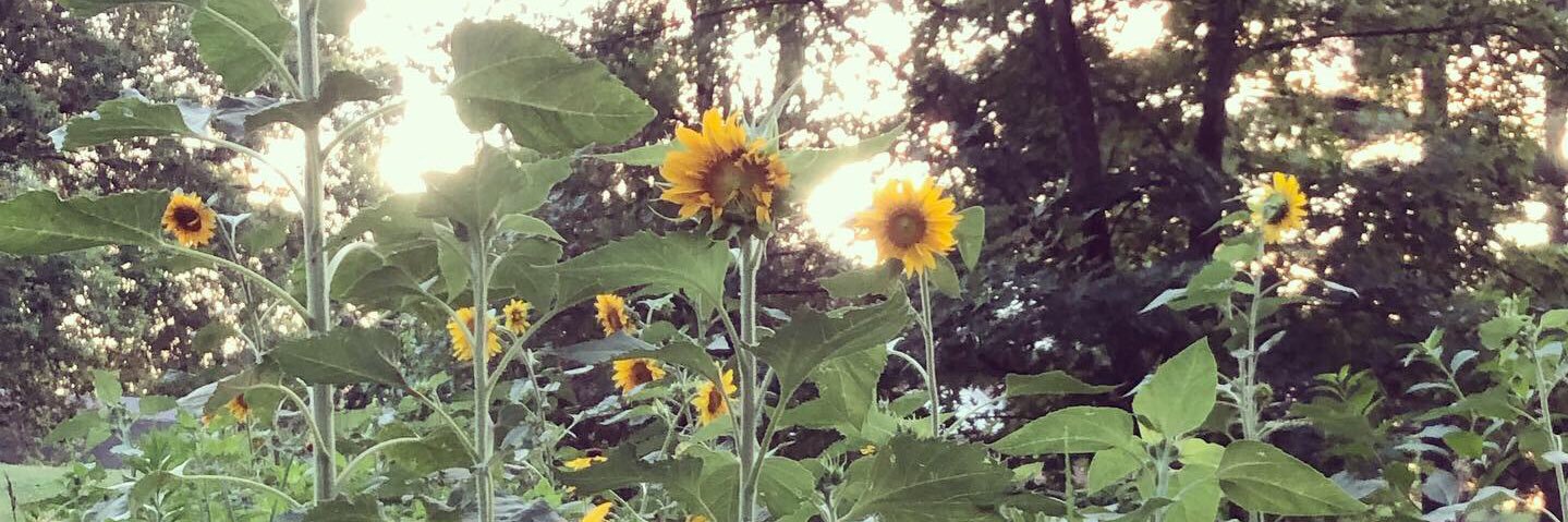 Ashley Stickler banner