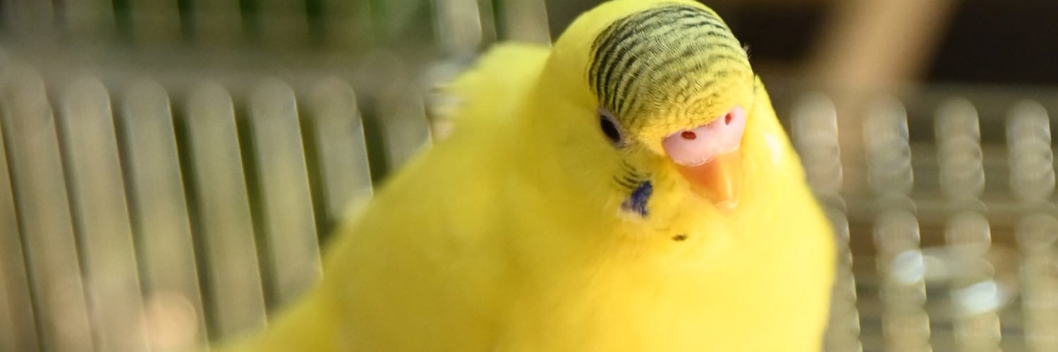 おかかちゃん🐤💨 banner