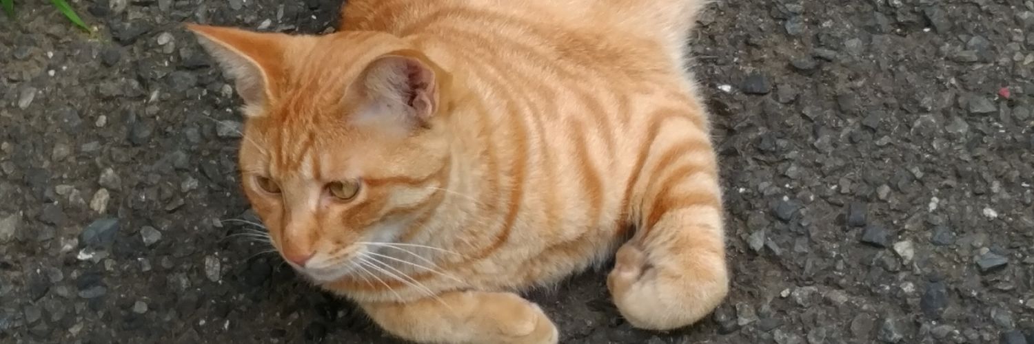 peppercats's profile banner image