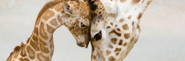 zofishake's profile banner image