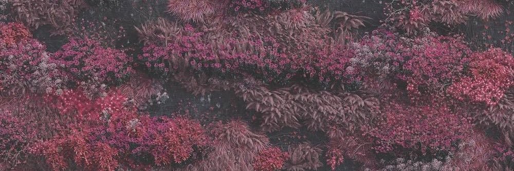 ▄▀▄▀▄▀frannn banner