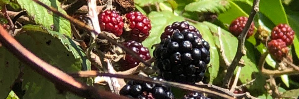 Katie Rhiannon Jones banner