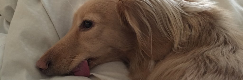 NikkiGLawrence's profile banner image