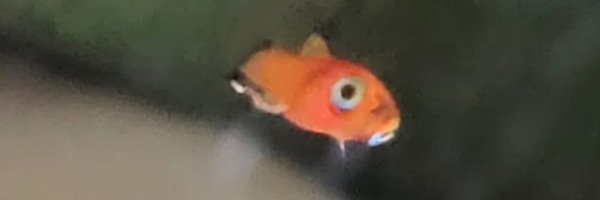 catsdrinkingtea Profile Banner