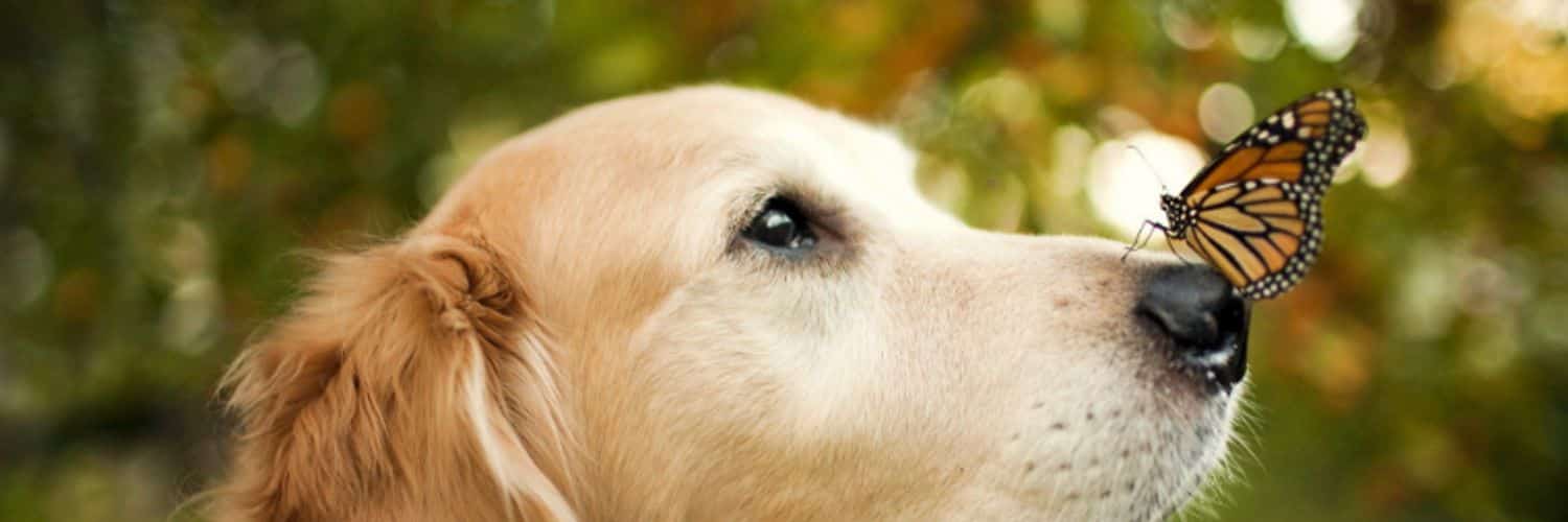 JakeSchenkel's profile banner image