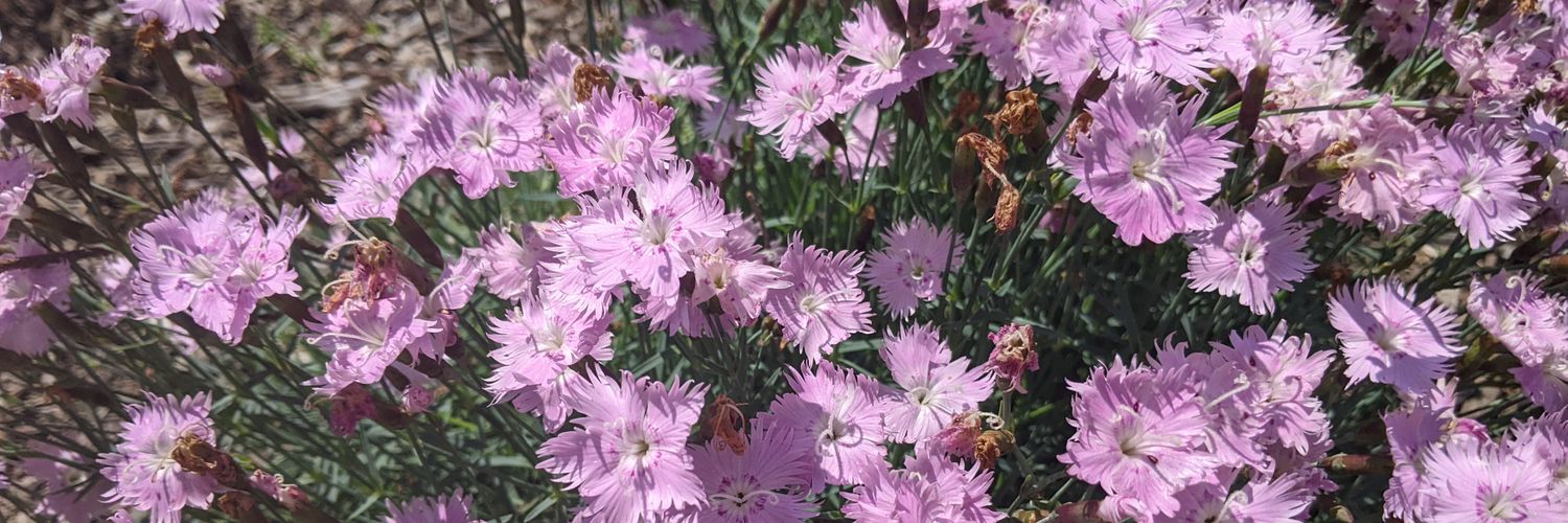 Brittany Altemus banner